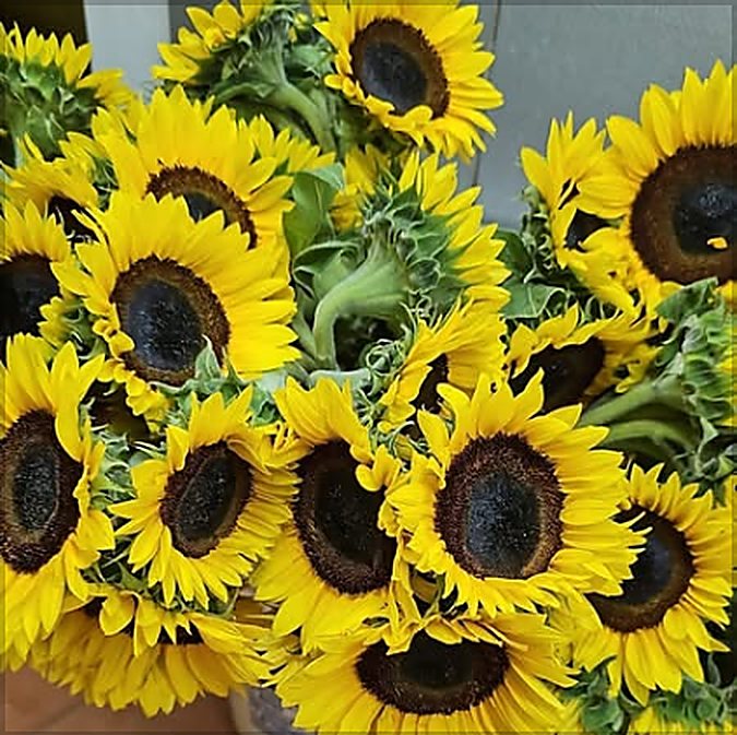 Fresh Flowers Daily at Serenity Flowers Nassau
